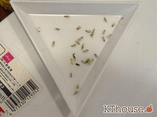 クラスペディア グロボーサの種