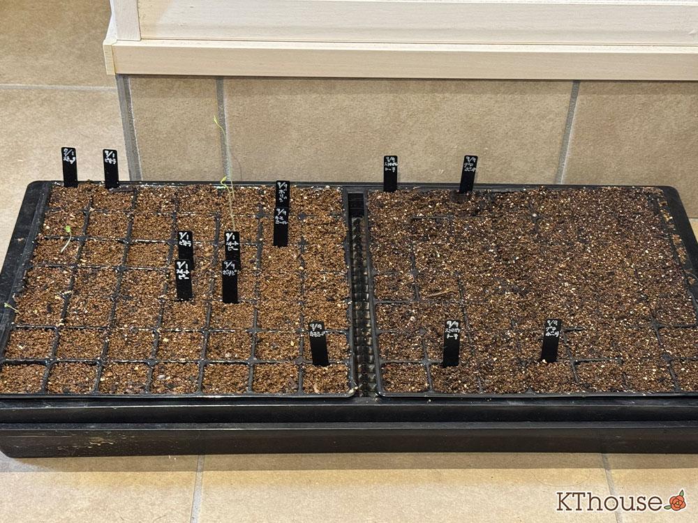 【2025年版】秋まきのおすすめの種と育て方|初心者にも育てやすい花・ハーブ