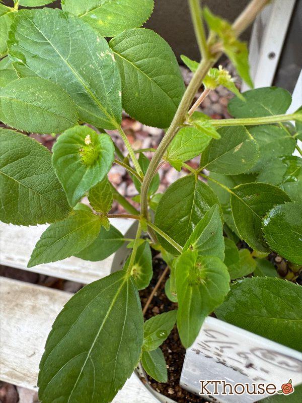 バラ ジュード・ジ・オブスキュア(David Austin Jude the obscure) 挿し木 2025/9/11