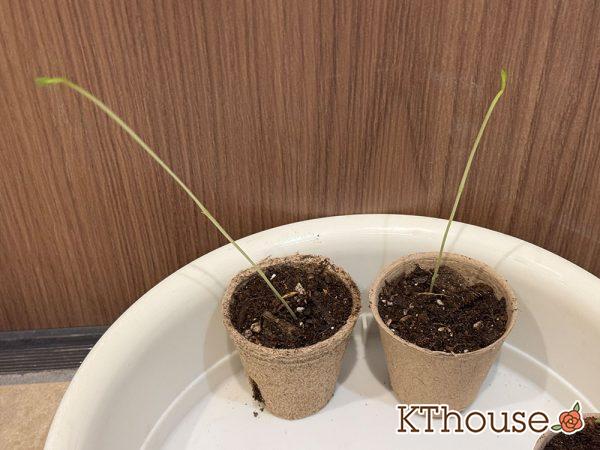 DAISO(ダイソー)スイートピーの種まき 2025/9/11