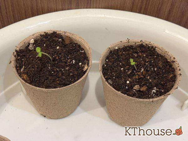 DAISO(ダイソー)ストックの種まき 2025/9/11