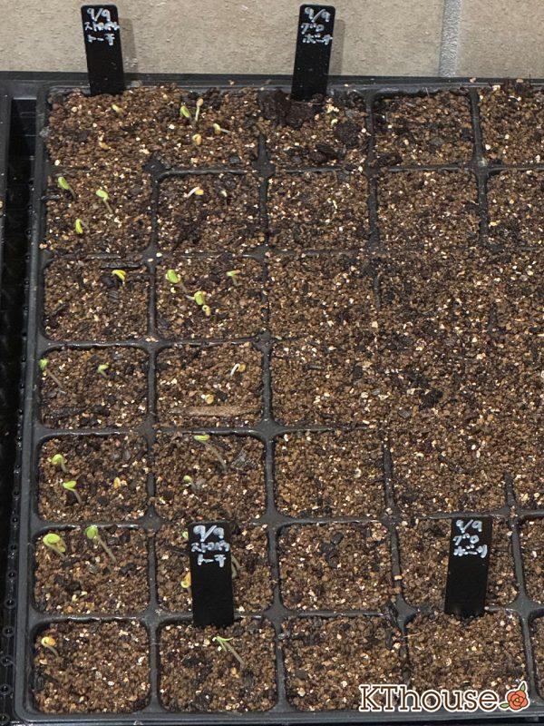 ストロベリートーチ(クリムゾンクローバー)の種まき 2025/9/11