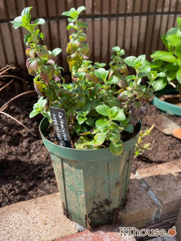 カラミンサ・ネペタ 2024/4/7