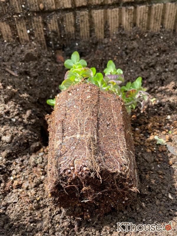 カラミンサ・ネペタ 2024/4/7