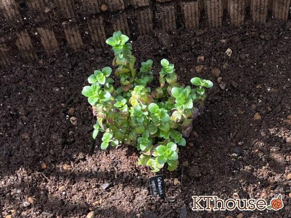 カラミンサ・ネペタ 2024/4/7