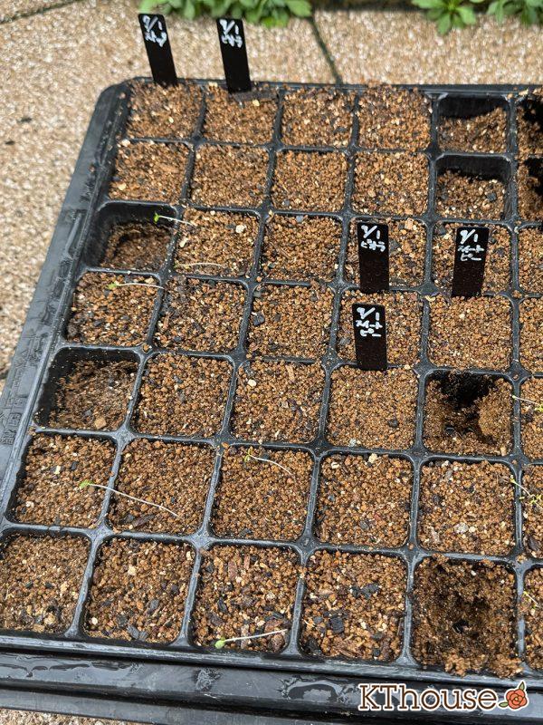 DAISO(ダイソー)ビオラの種まき 2025/9/13