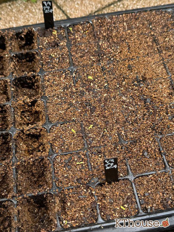 クラスペディア グロボーサの種まき 2025/9/13