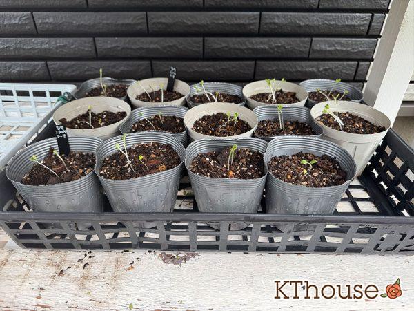 ストロベリートーチ(クリムゾンクローバー)の種まき 2025/9/13