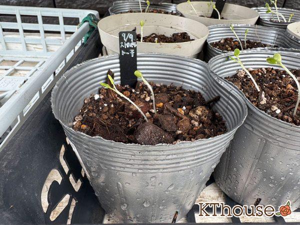 ストロベリートーチ(クリムゾンクローバー)の種まき 2025/9/13