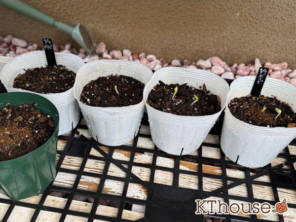 ボリジの種まき 2025/9/23