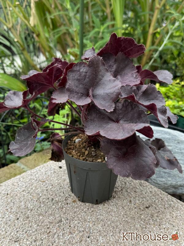 jardin（ハルディン）ヒューケラ ブラックフォレストケーキ 2024/10/24