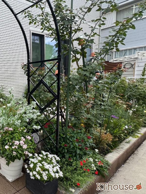 シュラブローズ・バラ「クリスティアーナ(christiana)」2025/9/14