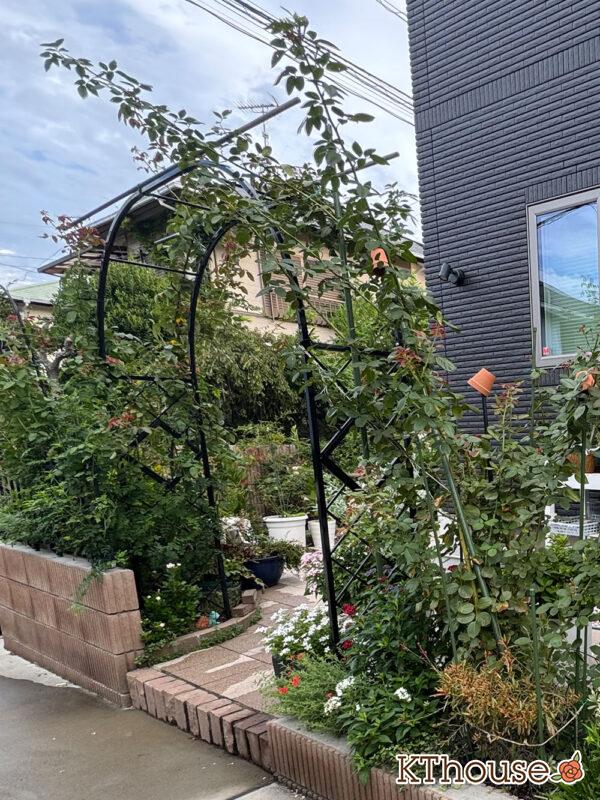 シュラブローズ・バラ「クリスティアーナ(christiana)」2025/9/14