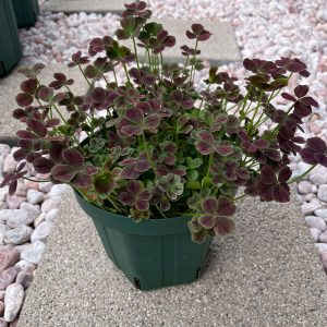 クローバー・ショコラ 2024/4/8