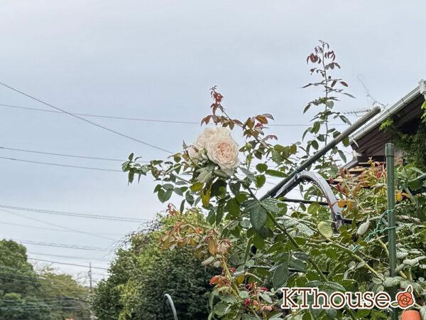 シュラブローズ・バラ「クリスティアーナ(christiana)」2025/9/19