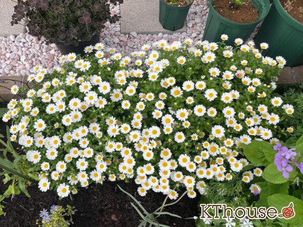 クリサンセマム(ノースポール/Chrysanthemum)2024/4/11