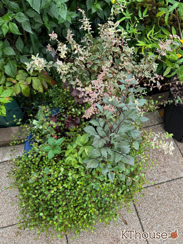 【寄せ植え】ダリア・ヒペリカム トリカラー・ヒューケラ・ワイヤープランツ・ヘンリーツタ ベロニカ・ポリゴナム 姫ツルソバ 2025/9/19