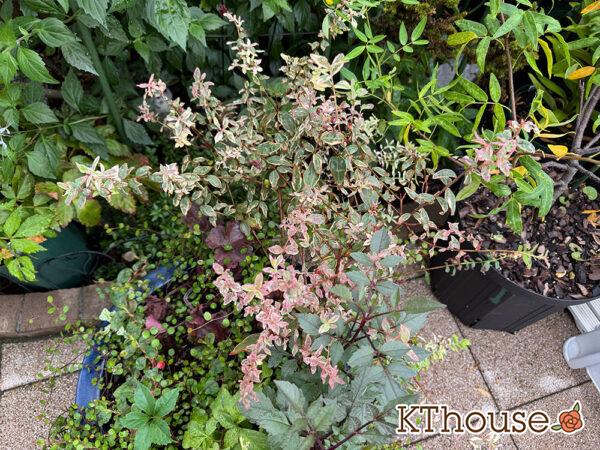 ヒペリカム トリカラー 2025/9/19