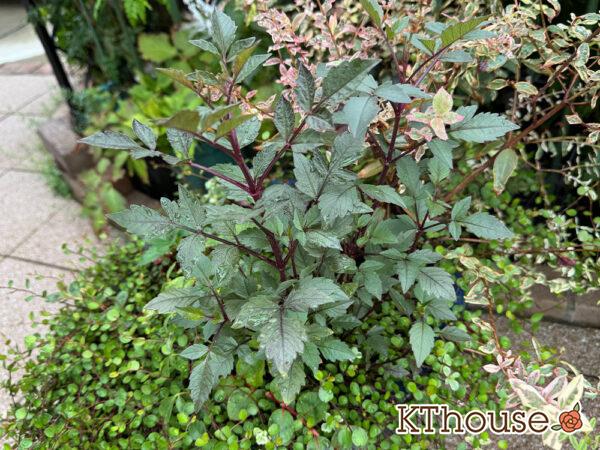 ダリア ブロンズメロディー エタニティー 2025/9/19