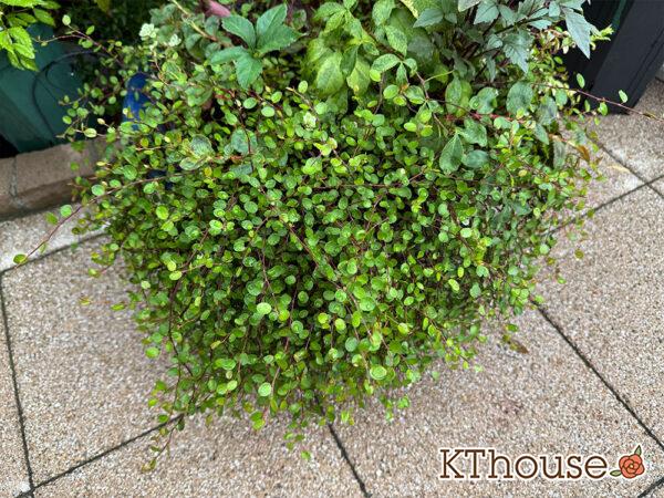 ワイヤープランツ 2025/9/19