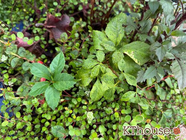 斑入りヘンリーツタ 2025/9/19