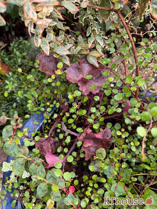 jardin（ハルディン）ヒューケラ ブラックフォレストケーキ 2025/9/19