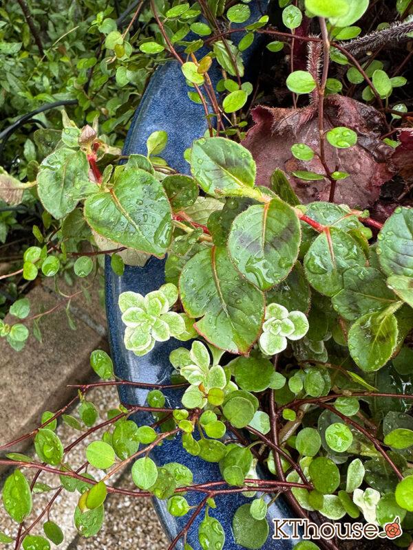 ポリゴナム 姫ツルソバ 2025/9/19