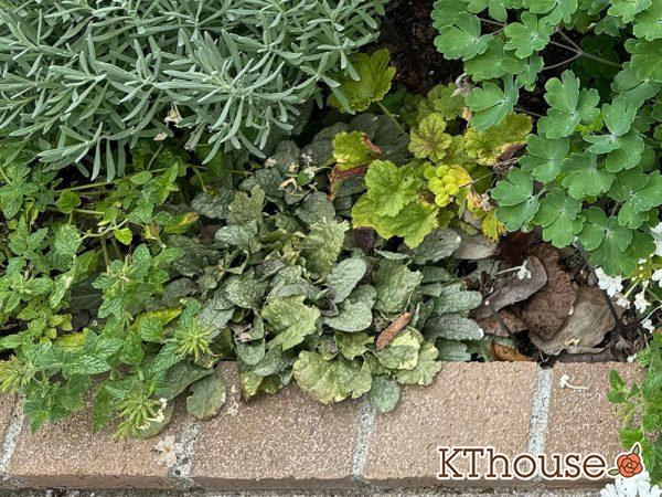 アジュガ バーガンディグロー 2024/9/30