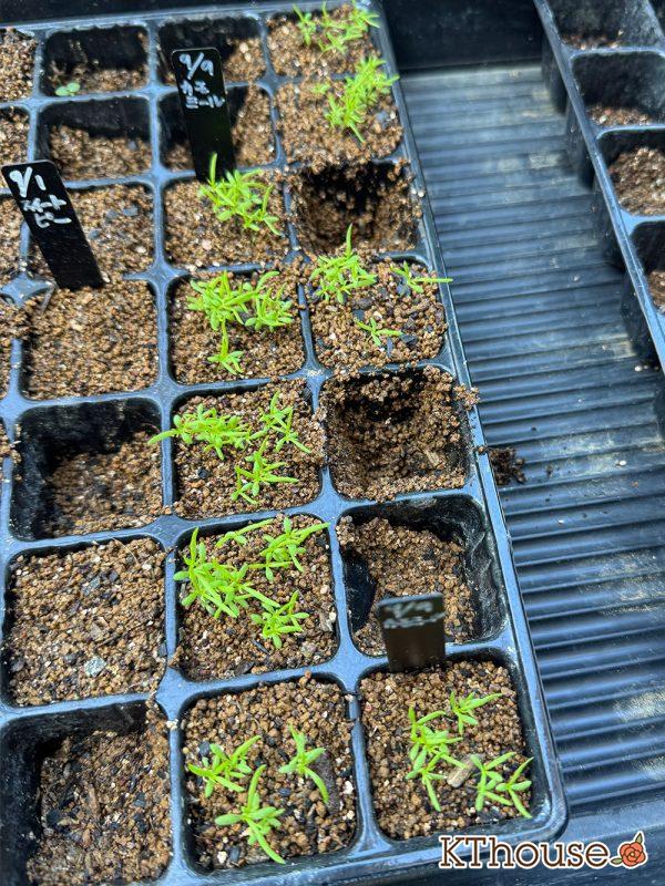 カモミールの種まき 2025/9/23