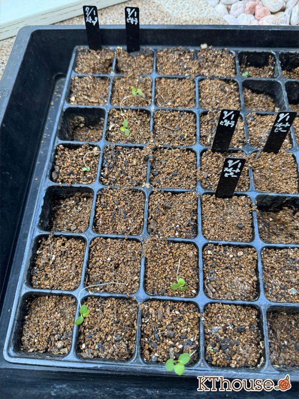 DAISO(ダイソー)ビオラの種まき 2025/9/23