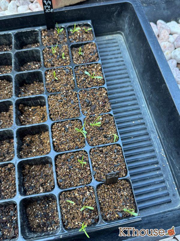 クラスペディア グロボーサの種まき 2025/9/23