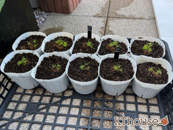 カモミールの種まき 2025/9/23