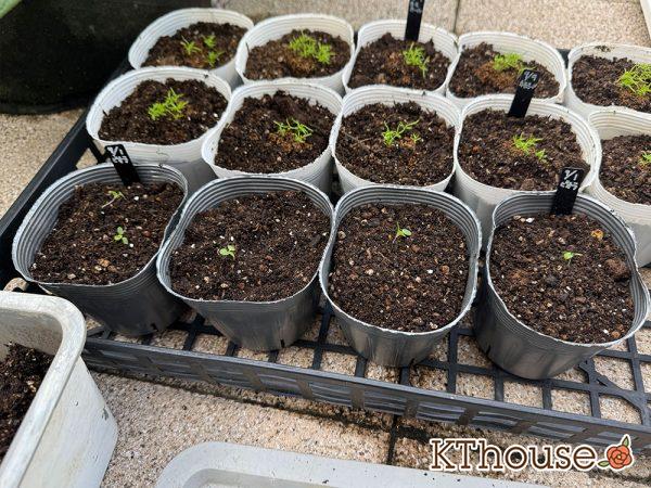 DAISO(ダイソー)ビオラの種まき 2025/9/23