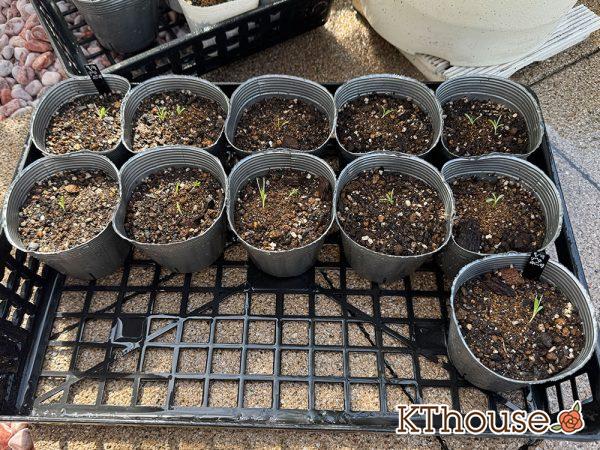 クラスペディア グロボーサの種まき 2025/9/23