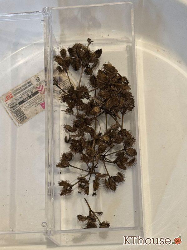 オルラヤ(オルレア)の種まき 2025/9/23