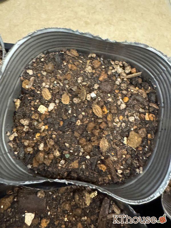 オルラヤ(オルレア)の種まき 2025/9/23