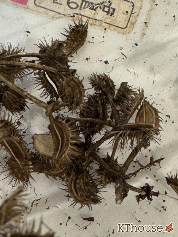 オルラヤ(オルレア)の種まき 2025/9/23