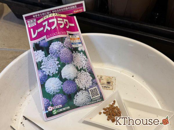 レースフラワー(ディディスカス)の種まき 2025/9/23