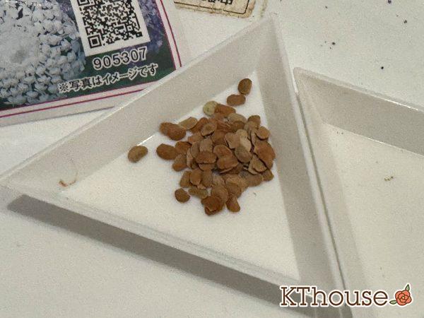 レースフラワー(ディディスカス)の種まき 2025/9/23