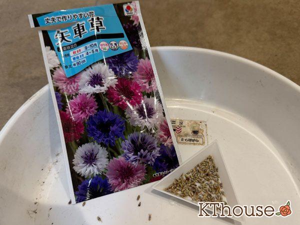 ヤグルマソウ(矢車草)の種まき 2025/9/23