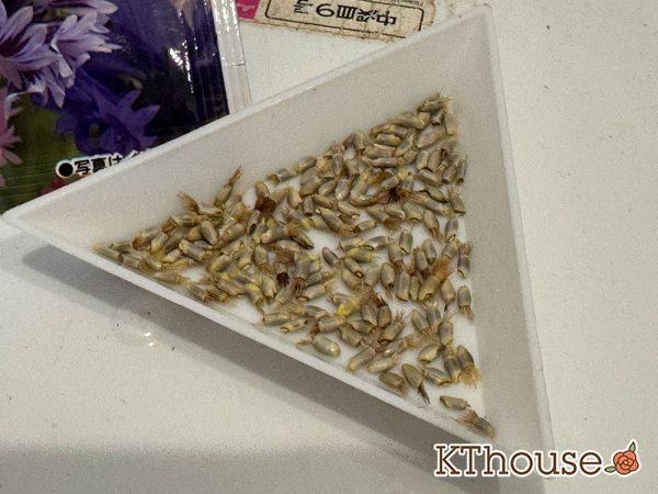 ヤグルマソウ(矢車草)の種まき 2025/9/23