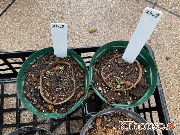 DAISO(ダイソー)ストックの種まき 2025/9/23