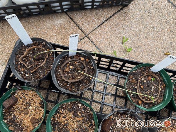 DAISO(ダイソー)スイートピーの種まき 2025/9/23