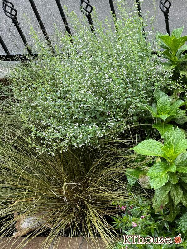 カラミンサ・ネペタ(Calamintha nepeta) 2024/10/3