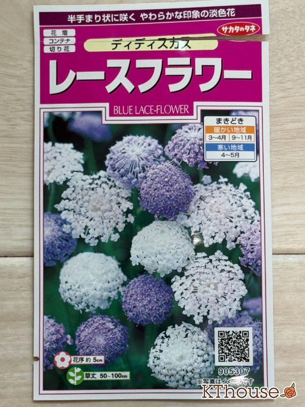 レースフラワー(ディディスカス)のタネ