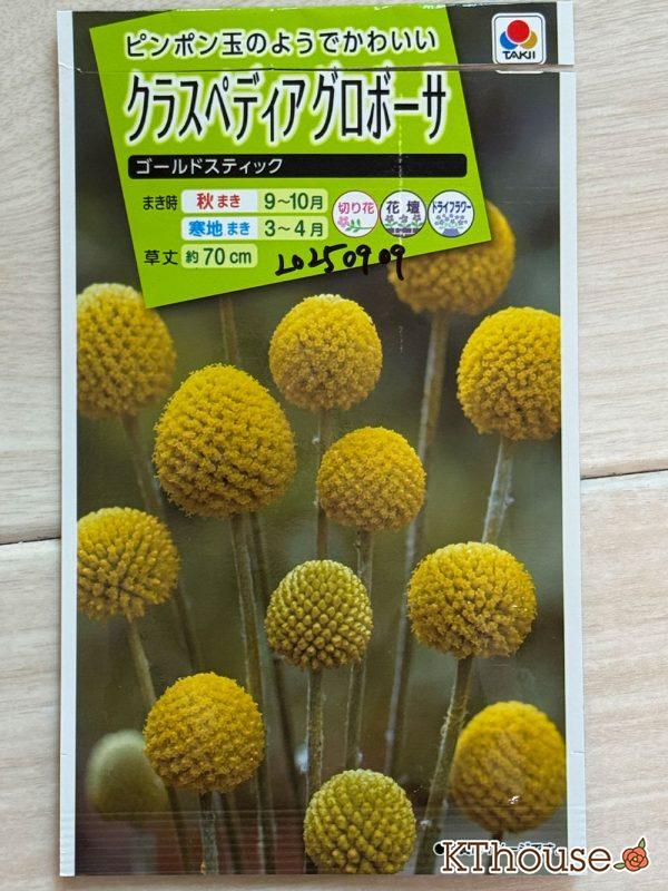 クラスペディア グロボーサの種