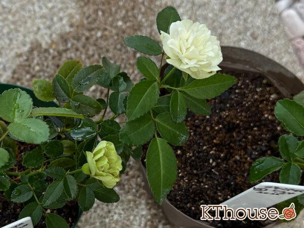 ミニバラ グリーンアイス 2025/9/29