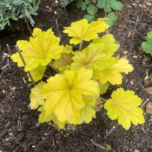 ハルディン・ヒューケラ エレクトラ 2024/4/17