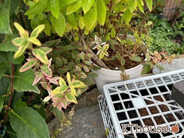 ヒペリカム トリカラー 2024/10/5