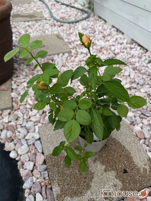 バラ ジュード・ジ・オブスキュア(David Austin Jude the obscure) 挿し木 2025/9/29